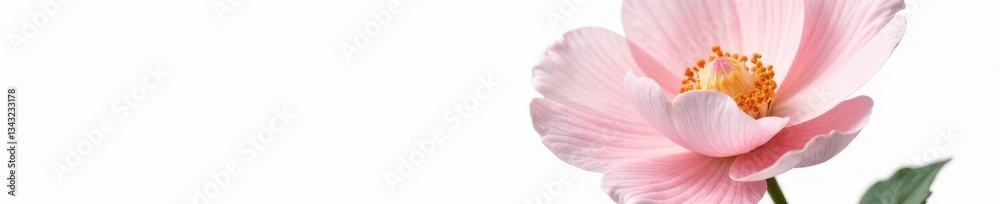 Delicate flower with intricate details isolated on white background, petals, bloom, flowers Delicate flower with intricate details isolated on white background, petals, bloom, flowers
