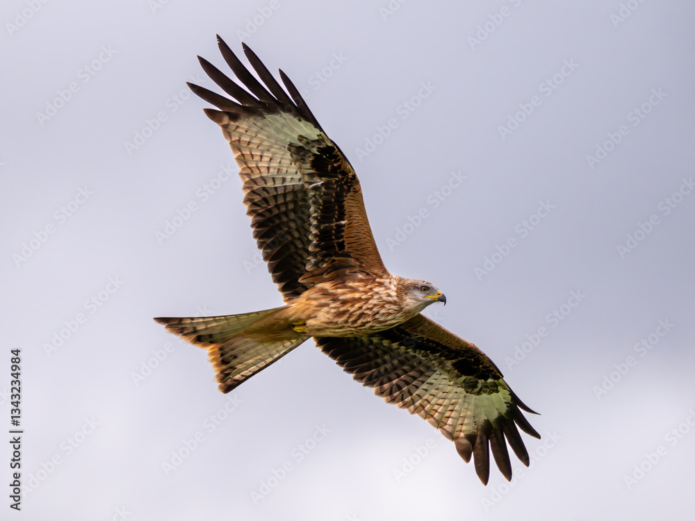 Fototapeta premium Red Kite in flight at the feeding centre, Laurieston, Dumfries & Galloway, Scotland