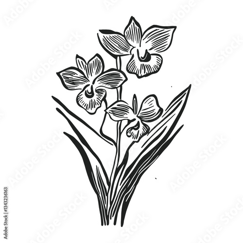 Orchid drawing art flower vector