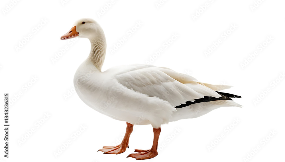 goose isolated on white background goose isolated on white background