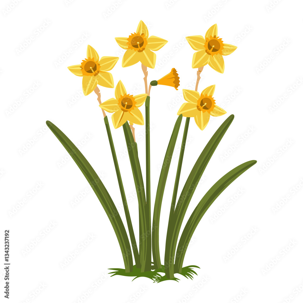 Daffodills daffodils illustration blossoms vector Daffodills daffodils illustration blossoms vector