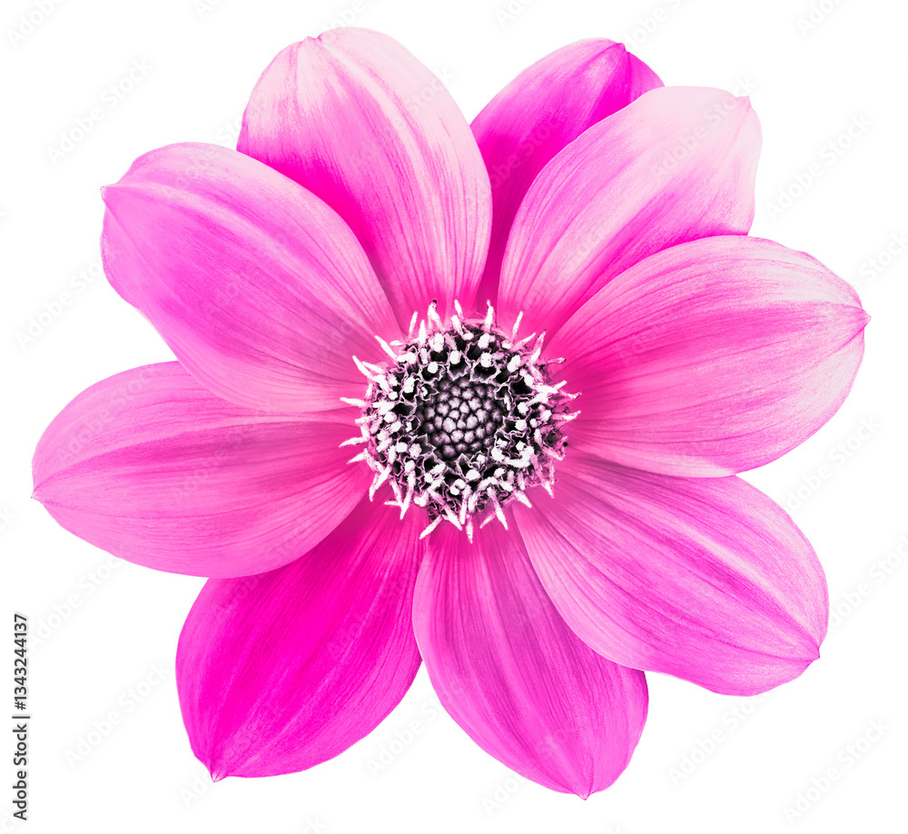 Dahlia flower orange . Flower isolated on a white background. No shadows with clipping path. Close-up. Nature. Dahlia flower orange . Flower isolated on a white background. No shadows with clipping path. Close-up. Nature.