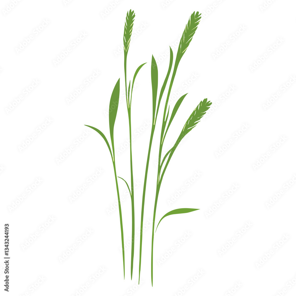 Flat vector of green grass illustration herbal plant vector Flat vector of green grass illustration herbal plant vector