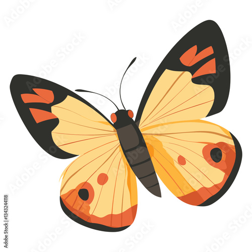 Butterfly illustration insect art vector