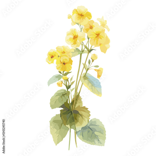 Primrose illustration watercolor flowers vector