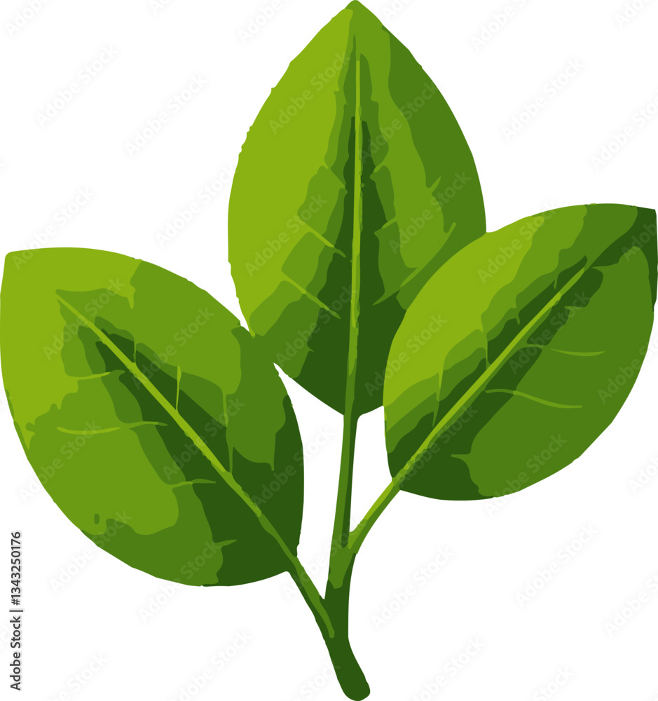 Fototapeta premium green leaves isolated on white background