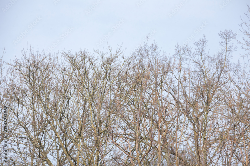 Kahler Baum mit Ästen im Winter, Deutschland Kahler Baum mit Ästen im Winter, Deutschland
