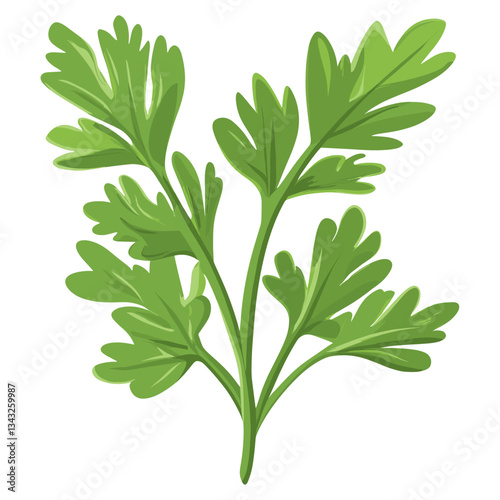 Culinary coriander herbs leaf leaves illustration parsley vector