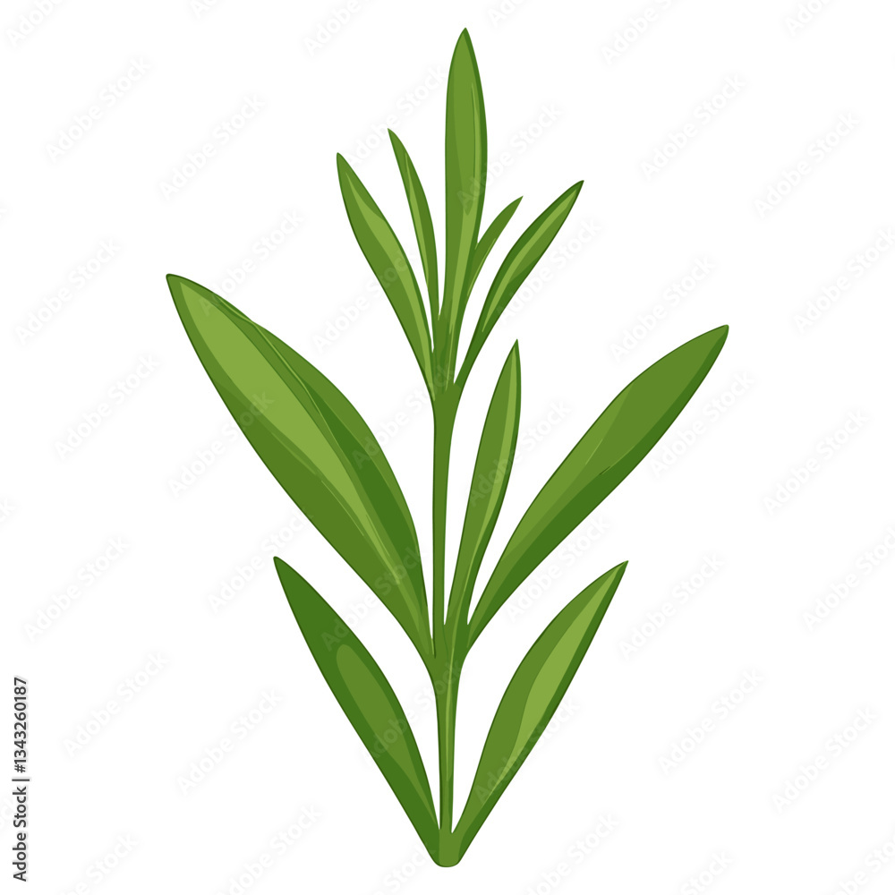 Fototapeta premium Culinary bay herbs leaf illustration herbal design vector