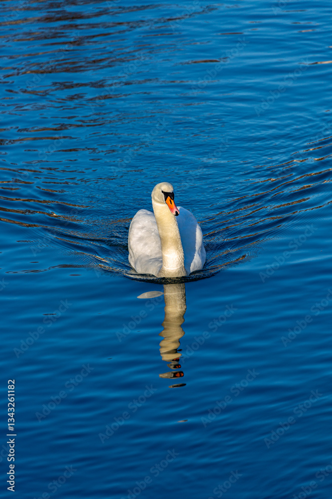 White mute swan in a lake