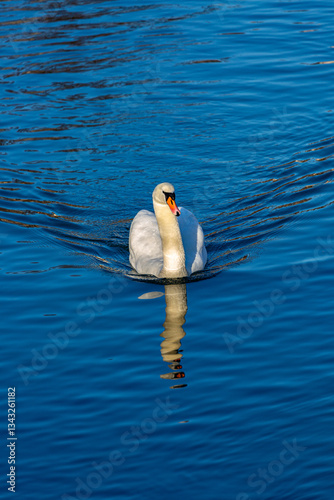 Obraz na płótnie White mute swan in a lake w salonie