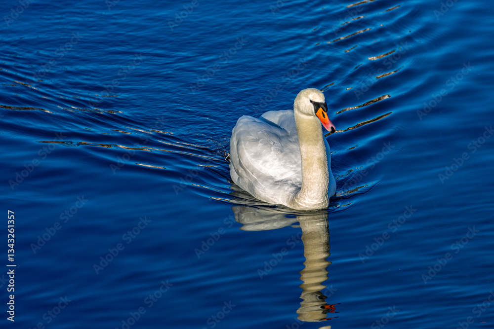 White mute swan in a lake