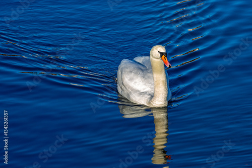 Obraz na płótnie White mute swan in a lake w salonie