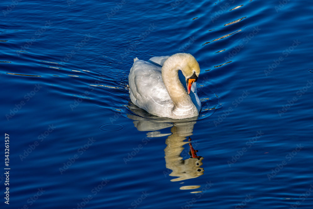 White mute swan in a lake