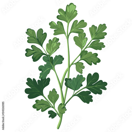 Culinary curly parsley herb leaves herbs leaf vector