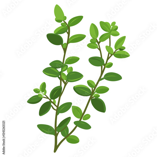Culinary thyme herb leaf leaves herbs illustration vector