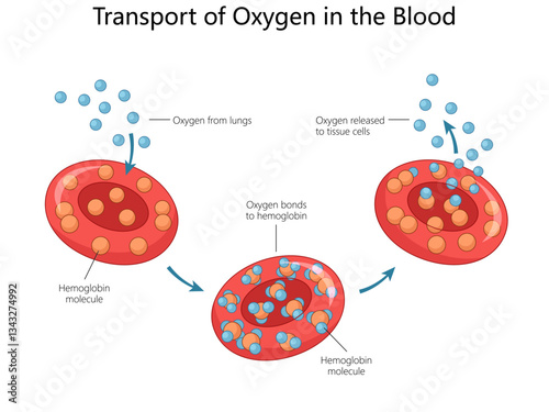 oxygen transport in the blood, showing red blood cells, hemoglobin molecules, oxygen uptake from lungs, and release to tissues diagram hand drawn vector illustration. Medical science educational
