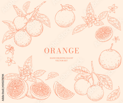 Hand Drawn Orange Vector Illustration Set 
