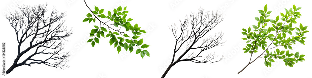 Obraz premium A series of images depicting the contrast between bare dormant tree branches and lush vibrant green foliage showcasing the seasonal changes and cycles of nature