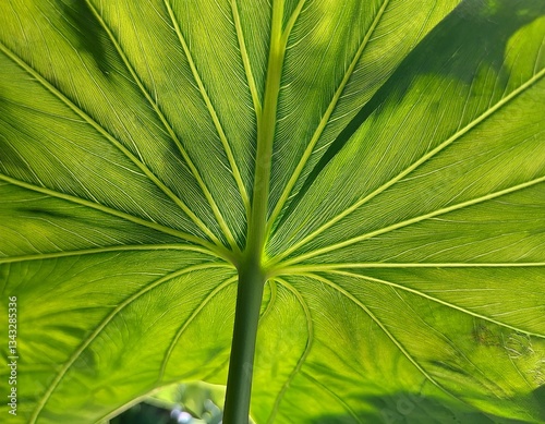 a large vibrant green leaf with prominent veins and a smooth surface showcasing its natural beauty and healthy appearance