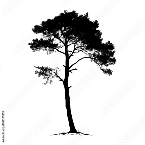 Stone pine tree silhouette illustration black vector