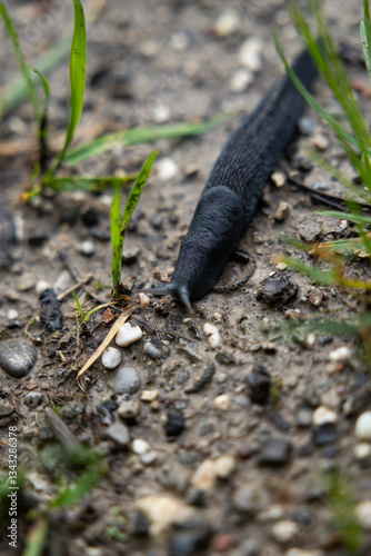 Obraz na płótnie vista macro di una lumaca di colore nero mentre striscia per terra w salonie