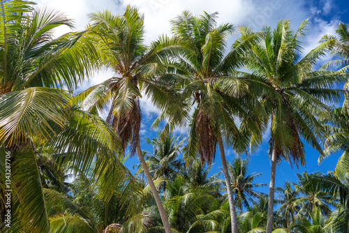 Wallpaper Mural Tall coconut trees on the tropical island of Maupiti, French Polynesia Torontodigital.ca