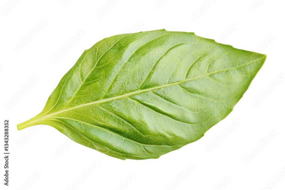 Obraz premium A vibrant green basil leaf with distinct veins, showcasing its fresh and healthy appearance, Transparent background.