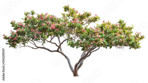 Manzanita Shrub - Greenleaf with Blue Red Flowers isolated on White Background photo