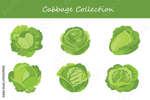 cabbage collection in different style. Vector illustration.