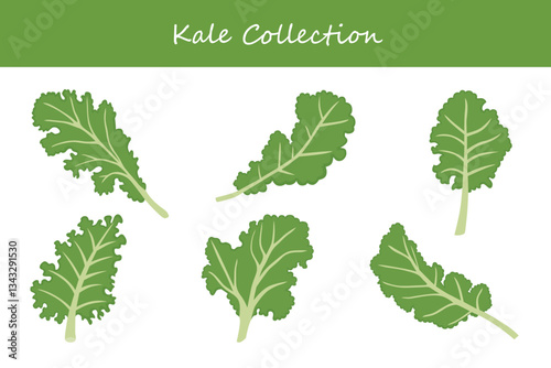 kale collection in different style. Vector illustration.