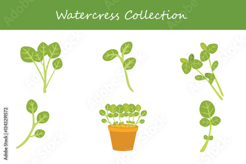 watercress collection in different style. Vector illustration.