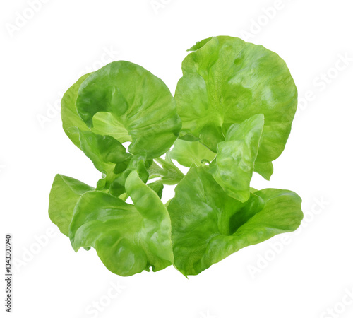 watercress transparent png