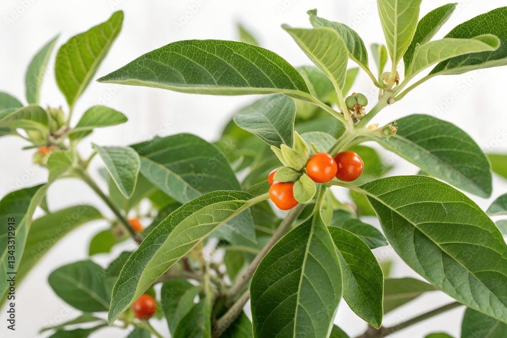 Fototapeta premium ashwagandha plant isolated on white background