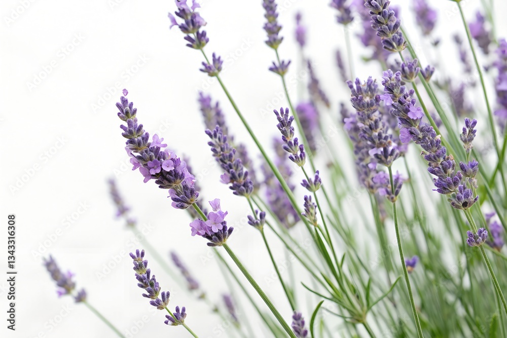 Naklejka premium lavender flowers on white background