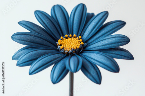 A beautiful close-up of a blue flower set against a white background.