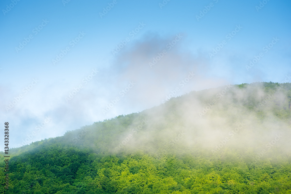 nature background with mountain and fog evaporating to cloud. woods on the slope. beautiful view of forest on the hill in morning light. scenic weather
