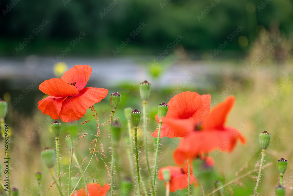 field with red poppy flowers in summer. floral nature background in bloom on the green rural meadow.