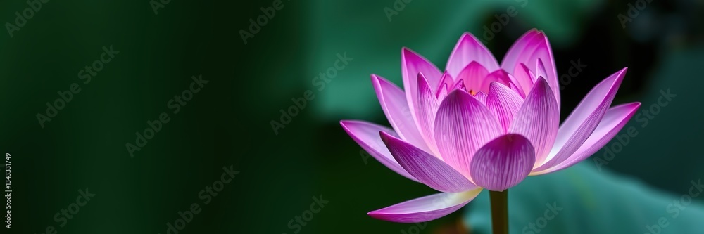 Fototapeta premium Majestic Purple Lotus Bloom, Elegant Design Element