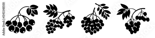 mountain ash berries icon, mountain ash berries silhouette vector illustration-simple silhouette illustration of mountain ash berries, perfect for mountain ash berries logos and icons