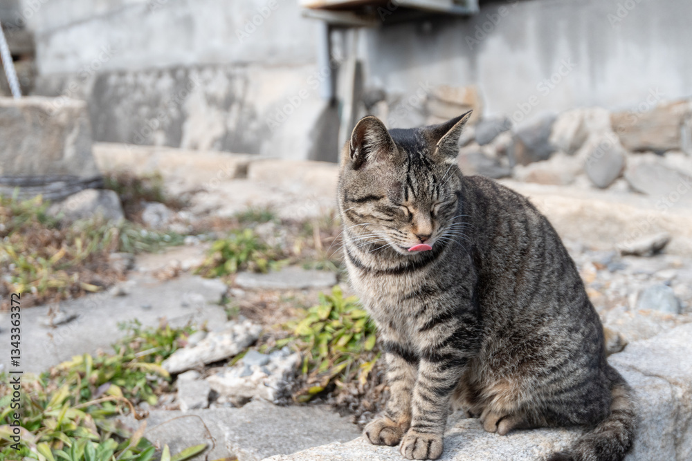 Obraz premium 塀の上でくつろぐ可愛い野良猫