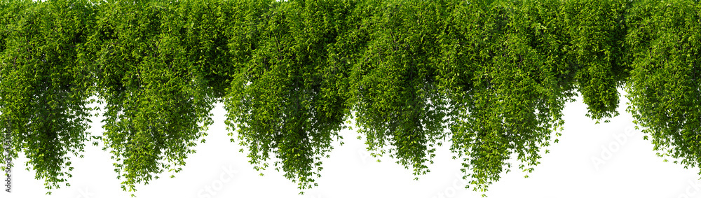 Obraz premium A bunch of green leaves hanging from a tree on a transparent background. 3D rendering illustration