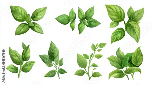 Basil leaves isolated on white background. Set, collection of different position basil green fresh leaves. Healthy eating, aromatic herb, food ingredient, spice for culinary