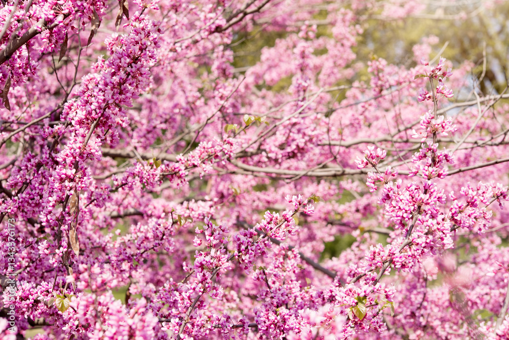 blooming tree of cercis canadensis chinensis with pink flowers, spring garden blooming tree of cercis canadensis chinensis with pink flowers, spring garden