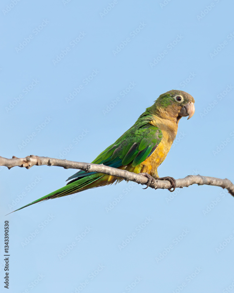 Fototapeta premium Periquito da Caatinga 