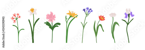 Garden flowers set. Floral branches, blossoms and leaf on stems. Botanical design elements. Gentle spring blooms, chrysanthemum, daffodil, iris. Flat vector illustrations isolated on white background