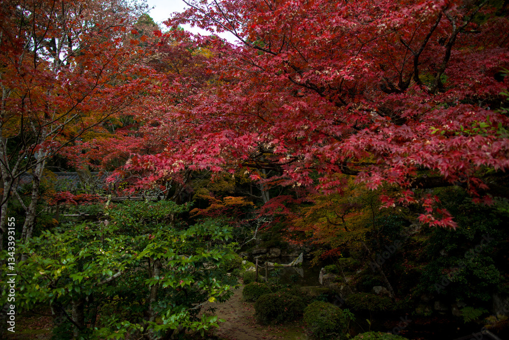 The scenery of Kongourinji Temple in autumn in Shiga Prefecture, Japan The scenery of Kongourinji Temple in autumn in Shiga Prefecture, Japan