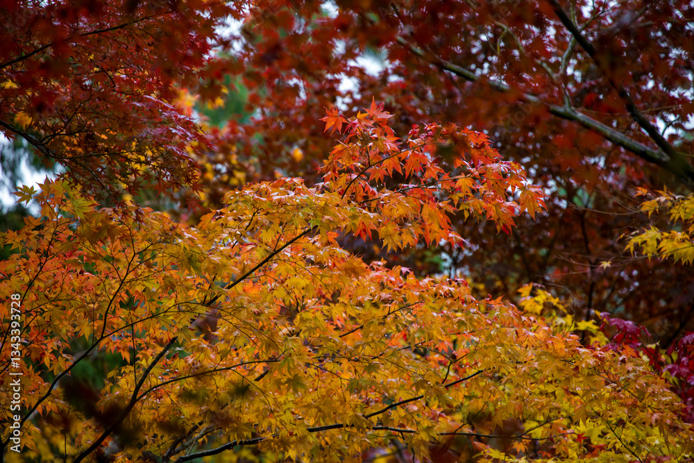 The scenery of Kongourinji Temple in autumn in Shiga Prefecture, Japan The scenery of Kongourinji Temple in autumn in Shiga Prefecture, Japan