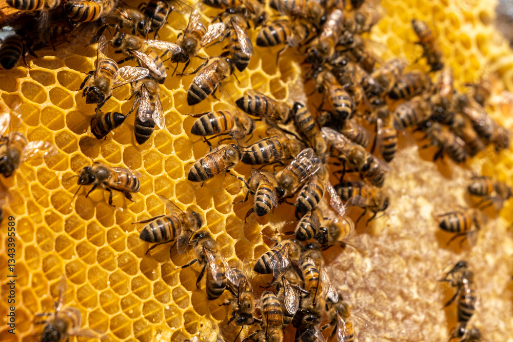 Bees Producing Honey in the Hive, Gurun, Sivas, Turkey Bees Producing Honey in the Hive, Gurun, Sivas, Turkey
