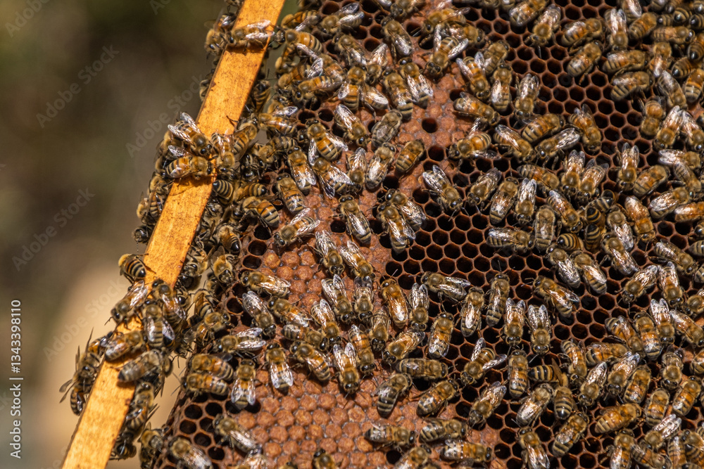 Bees Producing Honey in the Hive, Gurun, Sivas, Turkey Bees Producing Honey in the Hive, Gurun, Sivas, Turkey